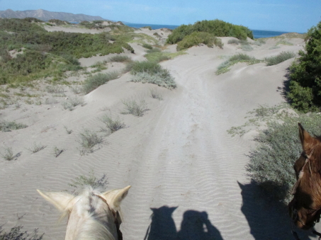 Beach dunes