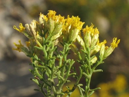 Gundlachia diffusa