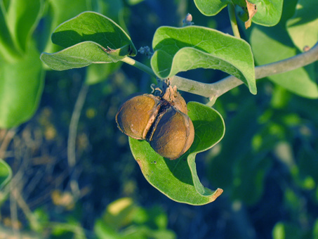 Hojas y fruto de Jatropha cinerea