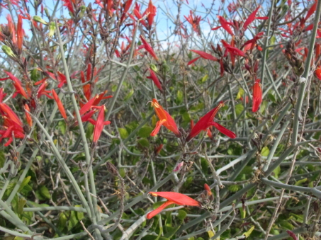 Justicia californicus