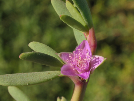 Sesuvium portulacastrum