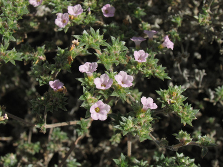 Tiquilia cuspidata