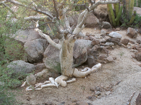 Bursera ballerina