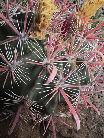 Barrel cactus