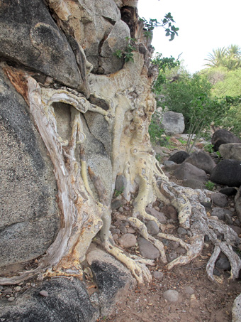 wild fig tree roots