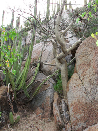 shady rocky outcrop