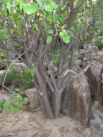 shady rocky outcrop