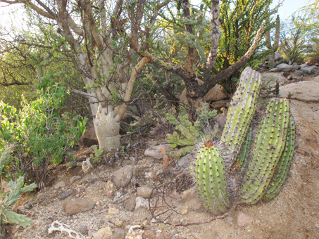 Desert garden