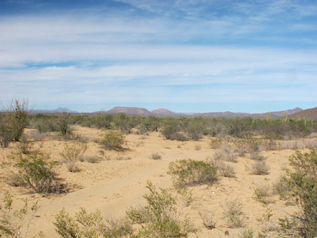 Vizcaino Desert vegetation