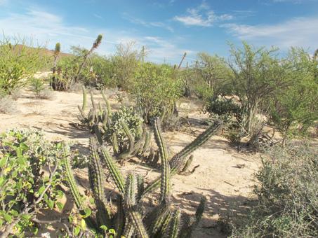 desert vegetation