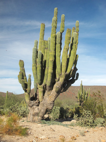 Cardon cactus