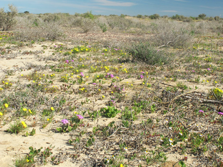 Vizcaino wildflowers