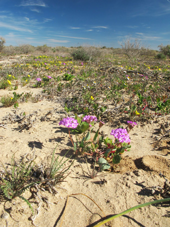 Vizcaino wildflowers