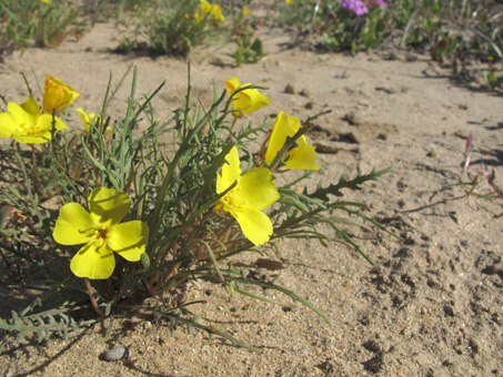 Eulobus sceptrostigma