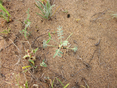 Vizcaino wildflowers