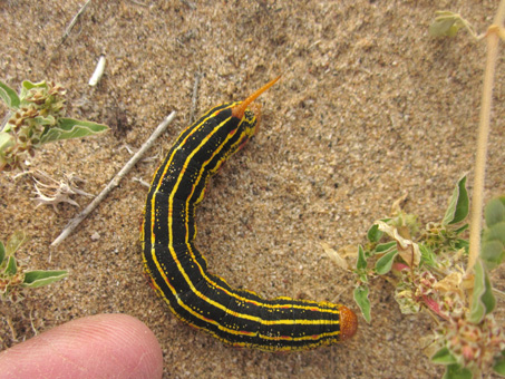 Caterpillar