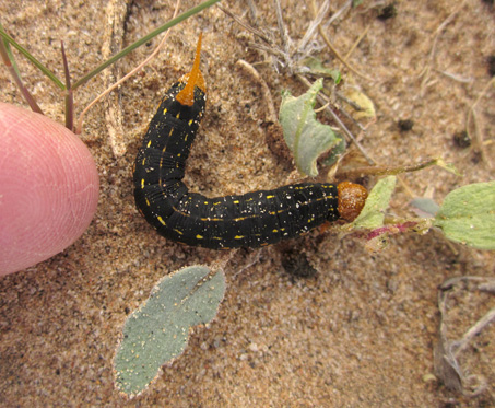 Caterpillar