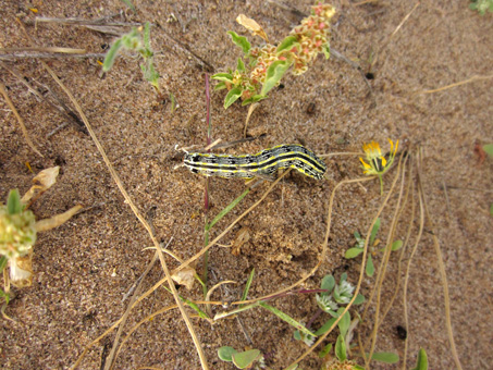 Caterpillar