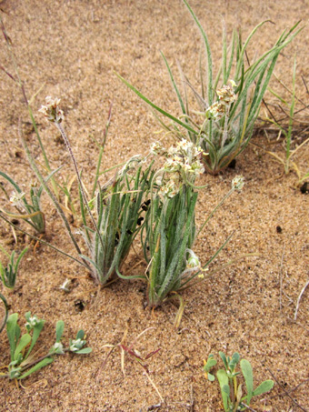 Wooly plantain