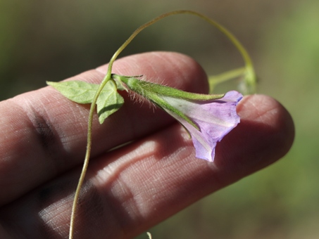 Morning glory flower