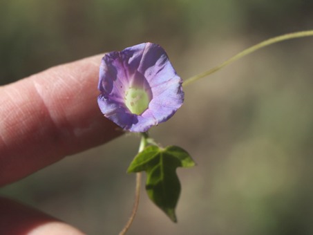 Morning glory flower