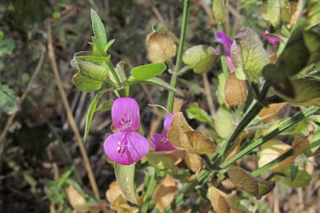 Dicliptera resupinata