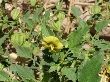 Physalis crassifolia