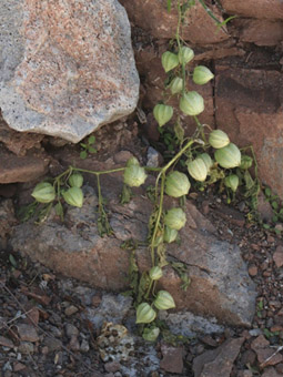 Physalis crassifolia