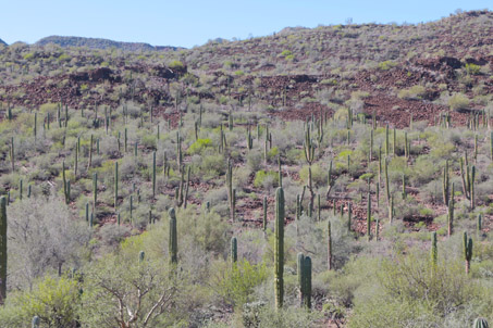 Desert scrub