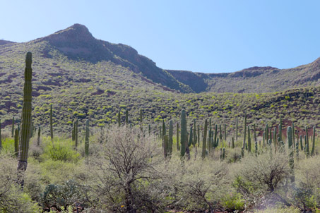 Desert scrub