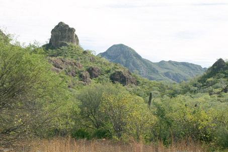 Dense vegetation in sierras