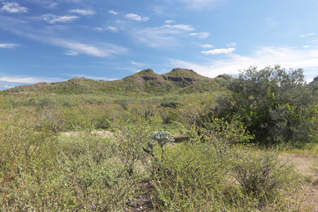 dense vegetation