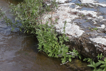 wetland vegetation