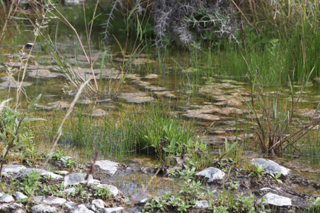 plantas del humedal