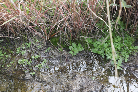 plantas del humedal