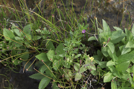 plantas del humedal