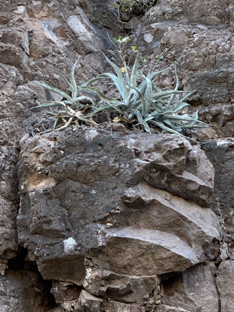 Baja California Agave