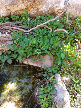 Anemopsis californica al borde de la tinaja