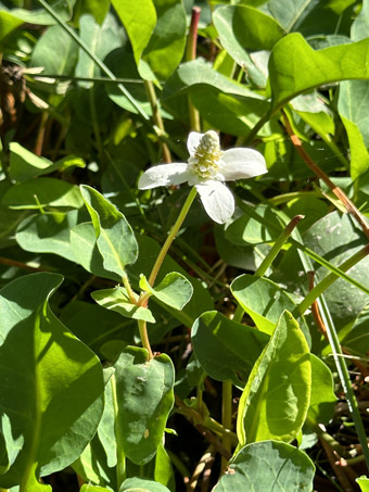 Anemopsis plant with flowers