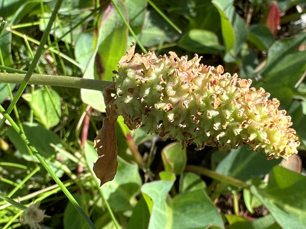 Anemopsis californica inflorescence in fruit