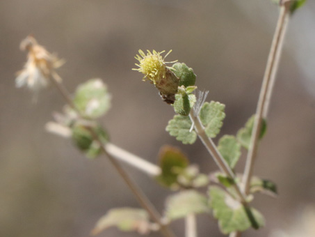 Brandegee Brickelbush with flowers