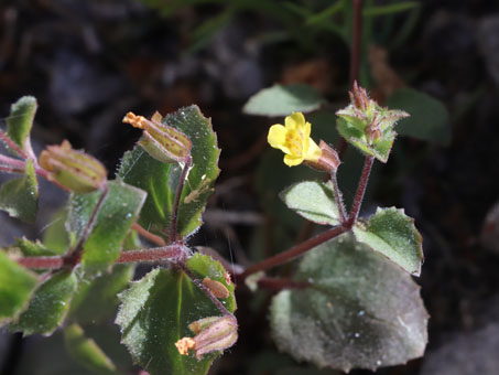 Short-tooth Monkeyflower plant in bloom