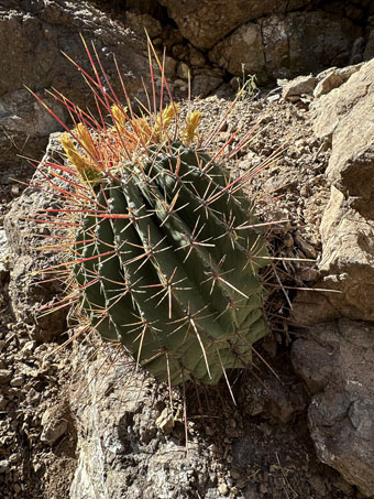 Ferocactus rectispinus