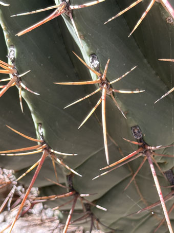 Ferocactus rectispinus spines