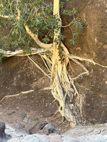 Wild fig tree roots on cliff