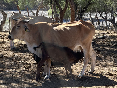 Cows at the ranch