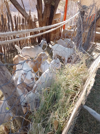 cabras en el rancho