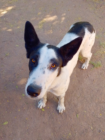 ranch dog greets us