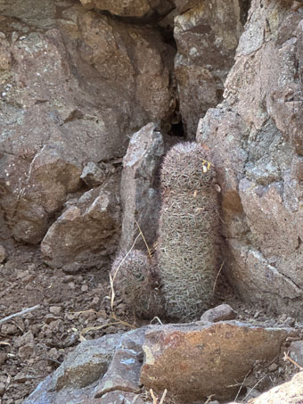 Colony of Fish-hook cactus