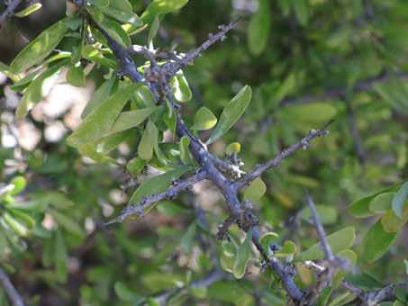 Snake-eyes plant